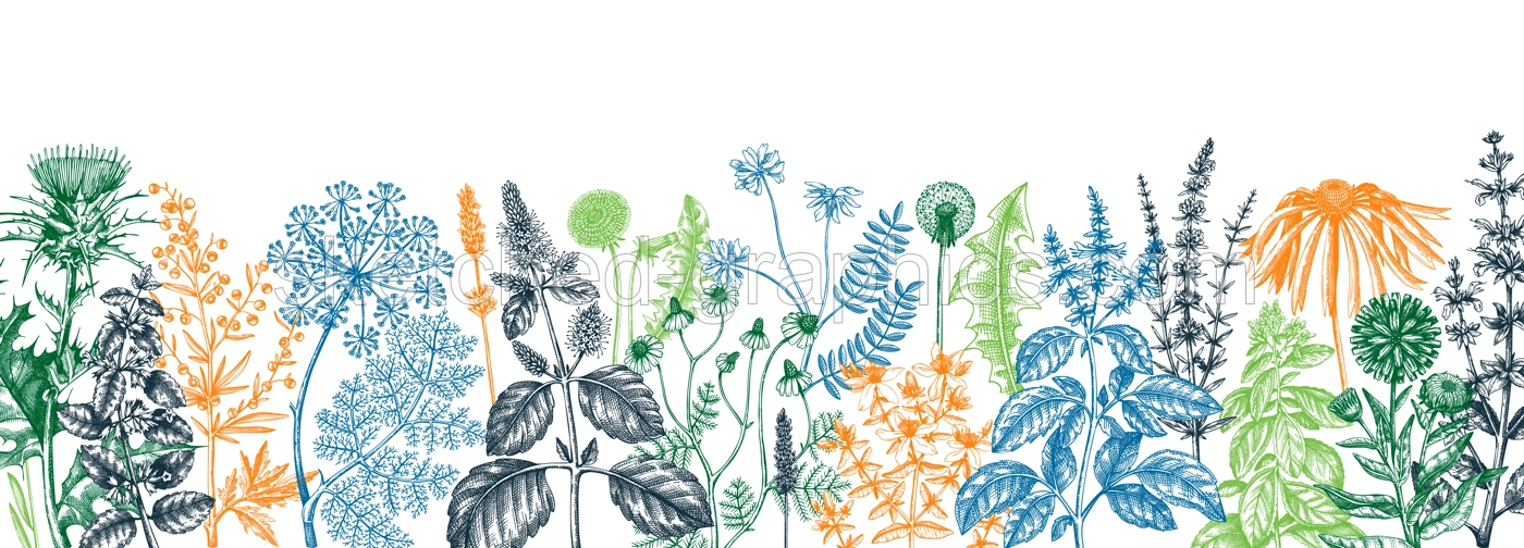 Vector herbs and meadows background. Aromatic plants vintage banner. Medicinal herb sketches. Botanical design for cosmetics, perfumery, herbal tea and herbal medicine. Floral backdrop Illustration
